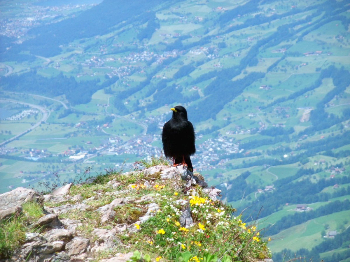 Vogel, im Hintergrund Steinen mit der Bahnlinie zwischen Arth-Goldau und Bellinzona.
