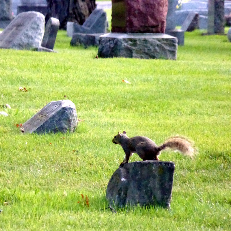 Ein Eichhörnchen auf dem Friedhof. Tierverbot!